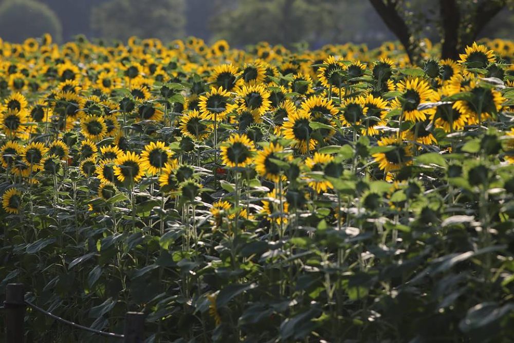 千波湖の奥・色鮮やかな偕楽園公園の写真5