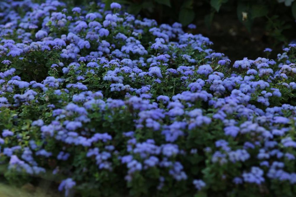 千波湖の奥・色鮮やかな偕楽園公園の写真7