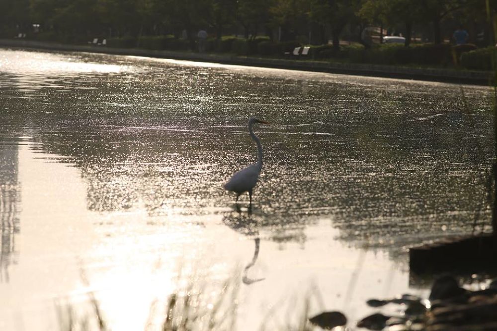 千波湖の奥・色鮮やかな偕楽園公園の写真9