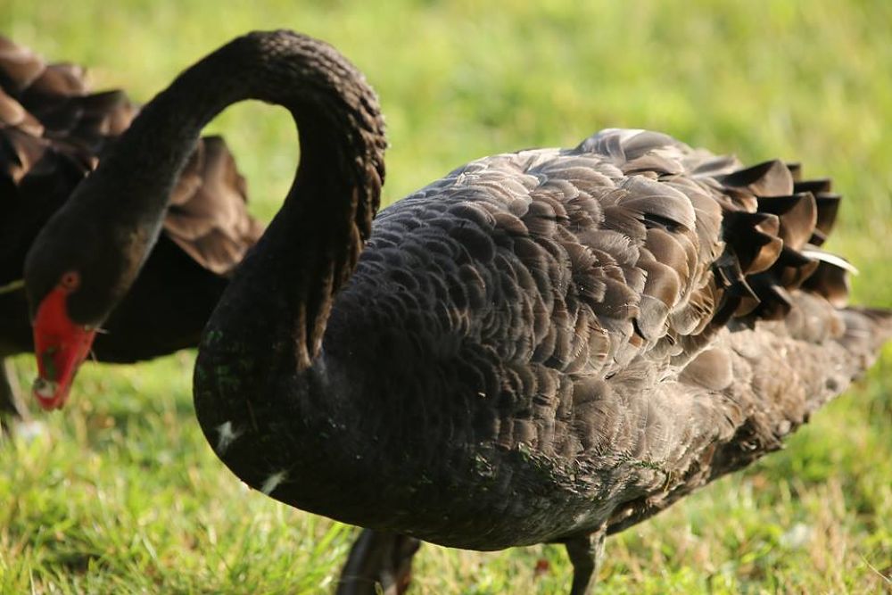 千波湖の奥・色鮮やかな偕楽園公園の写真10