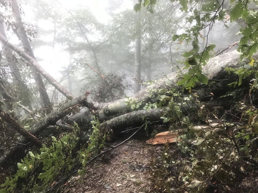 95%トレイル！ 33K 奥多摩駅〜七ツ石山〜雲取山〜鴨沢バス停の写真5