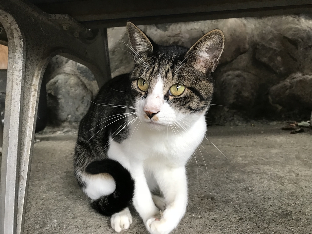 95%トレイル！ 33K 奥多摩駅〜七ツ石山〜雲取山〜鴨沢バス停の写真15