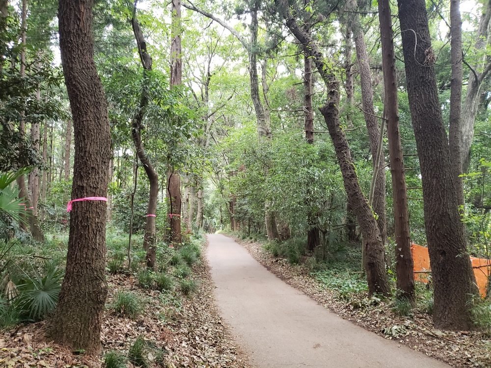 柏の葉－利根運河 周回の写真3
