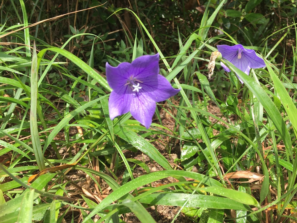 香港の山と海の景色を堪能・ウィルソントレイル第一段の写真5