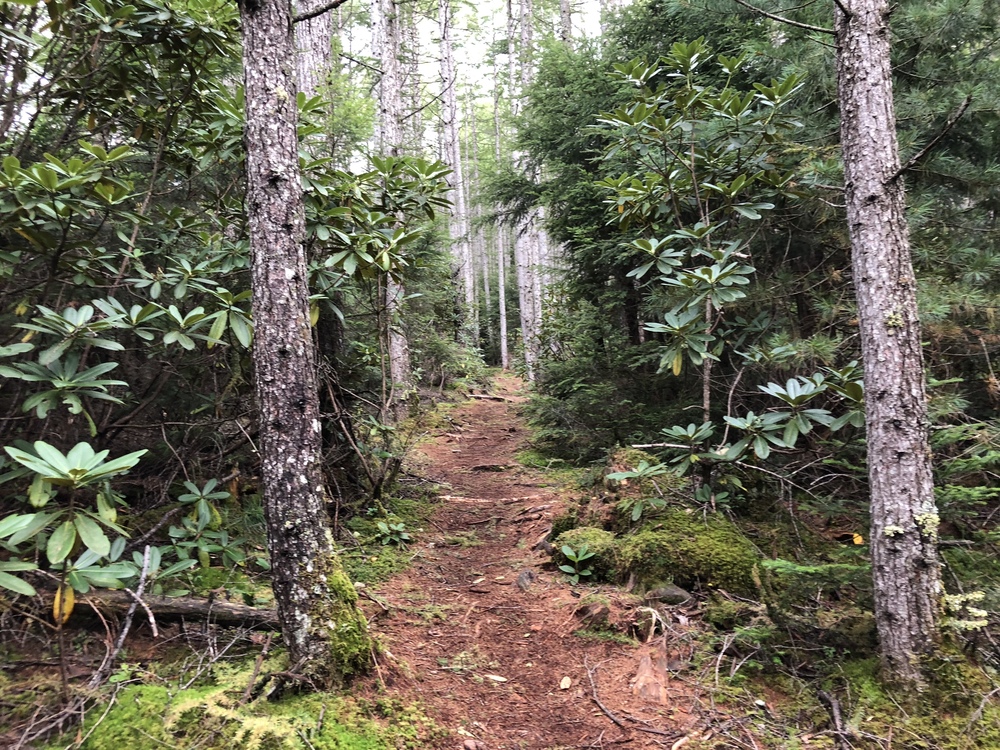 金峰山トレイルの写真6