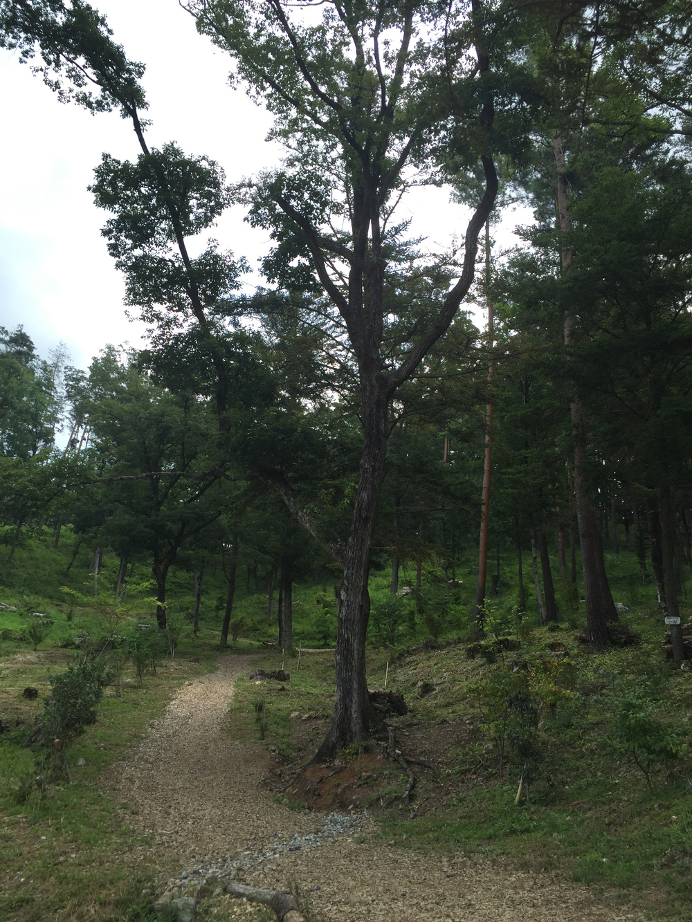 サンライズヒル穂坂 トレイルランニングの写真4