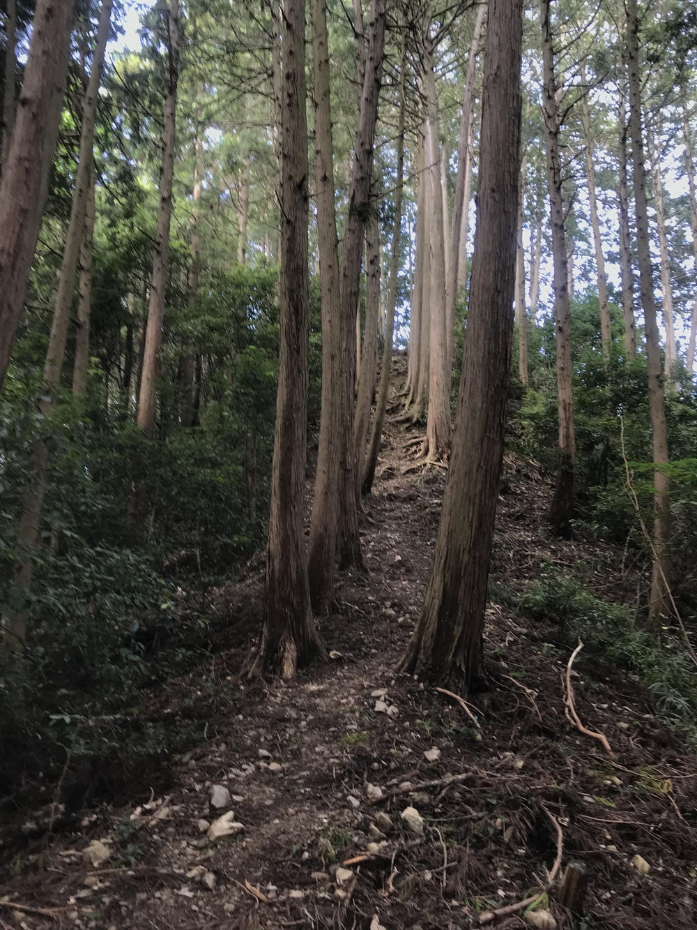 90%トレイル！脚殺しの飯能アルプス（高麗駅〜天覚山〜大高山〜吾野駅）の写真5