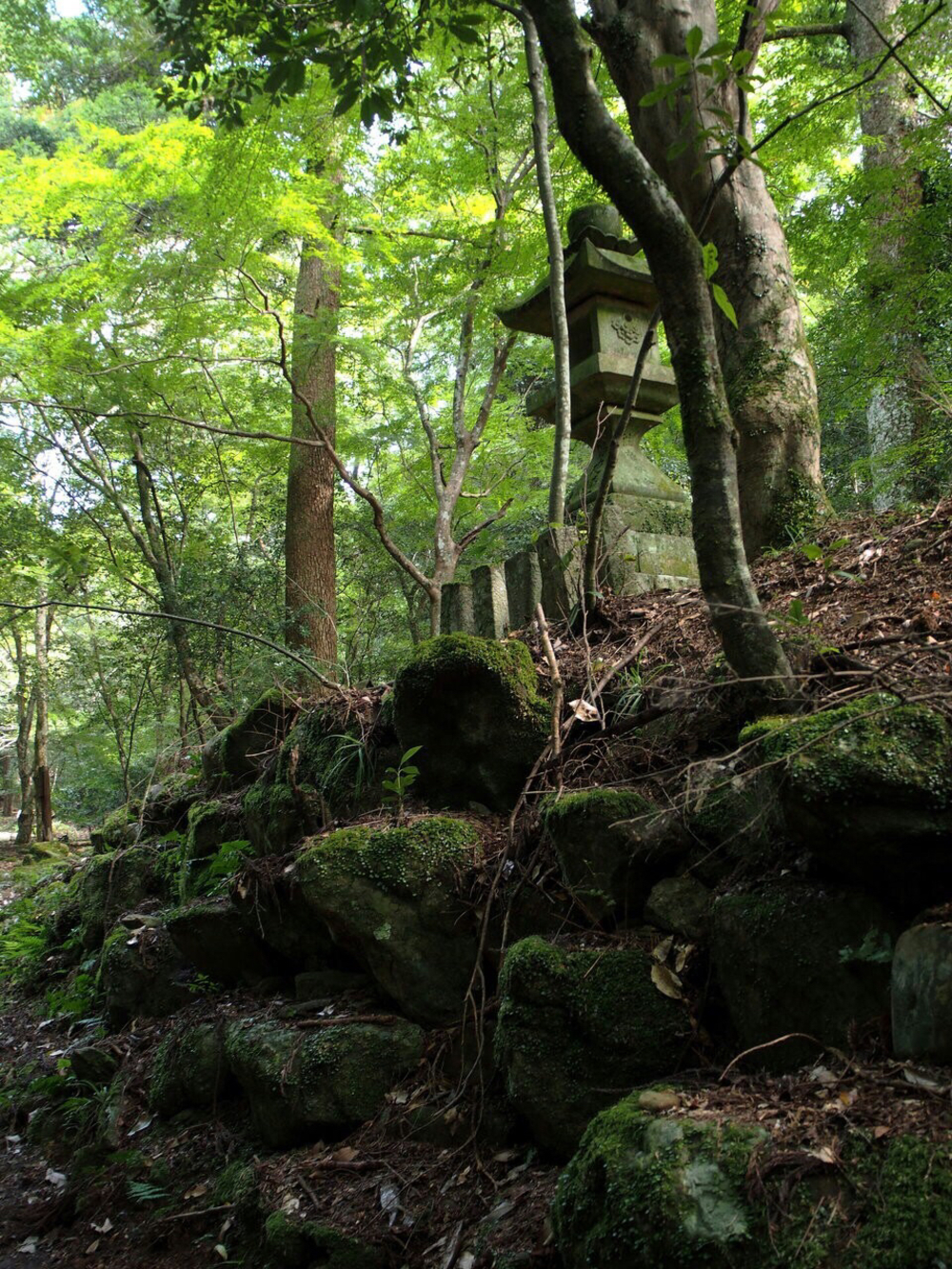 世界遺産 春日奥山を行くトレイルランの写真3