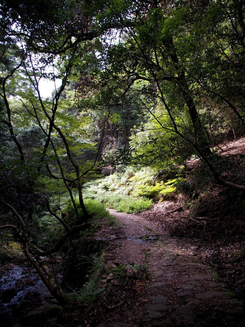 世界遺産 春日奥山を行くトレイルランの写真4