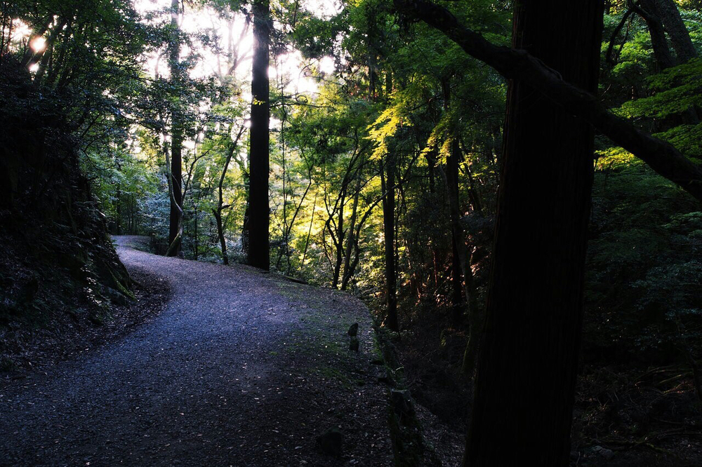 世界遺産 春日奥山を行くトレイルランの写真5