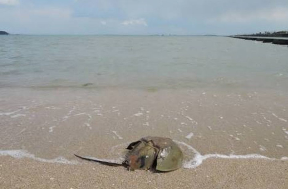 最高の朝焼けと生きた化石に出会える？ Runtripの写真3