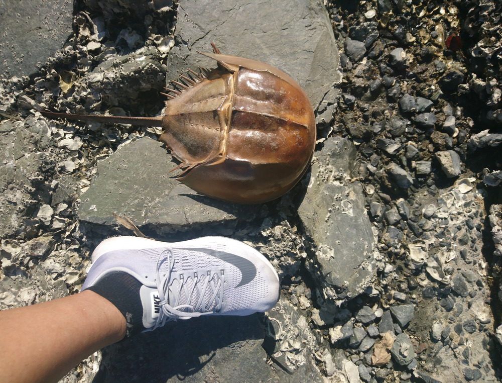 最高の朝焼けと生きた化石に出会える？ Runtripの写真4