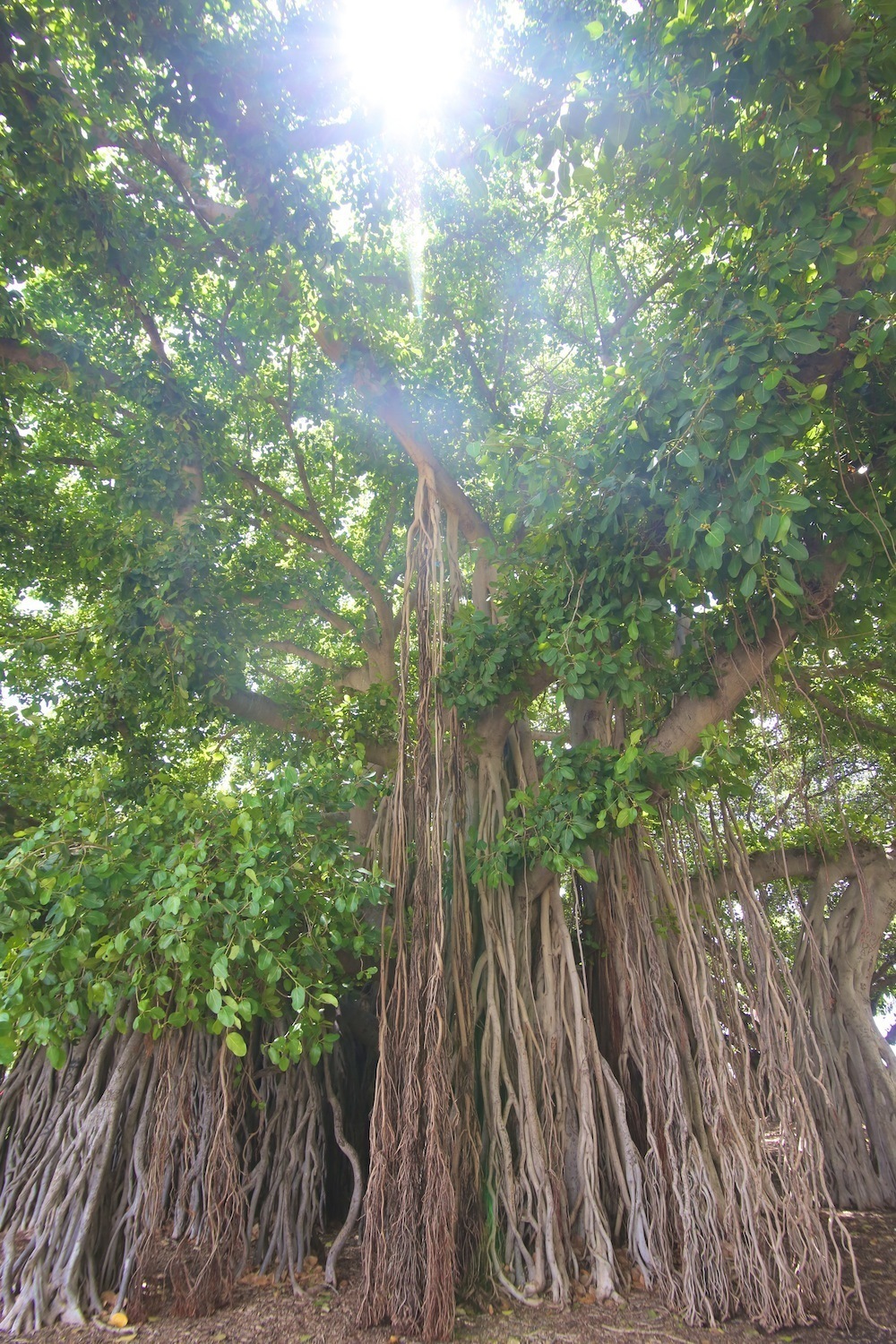 カピオラニ公園で走ると見せかけて「パイオニアサルーン」への写真4
