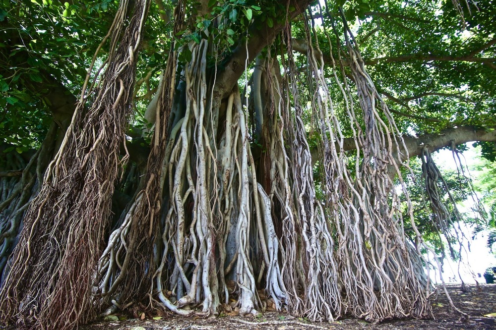 カピオラニ公園で走ると見せかけて「パイオニアサルーン」への写真5