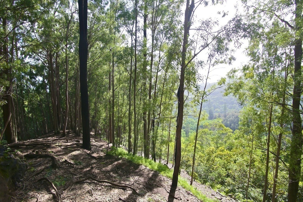 街から行ける♪マキキ・バレー・ループ・トレイルの写真6