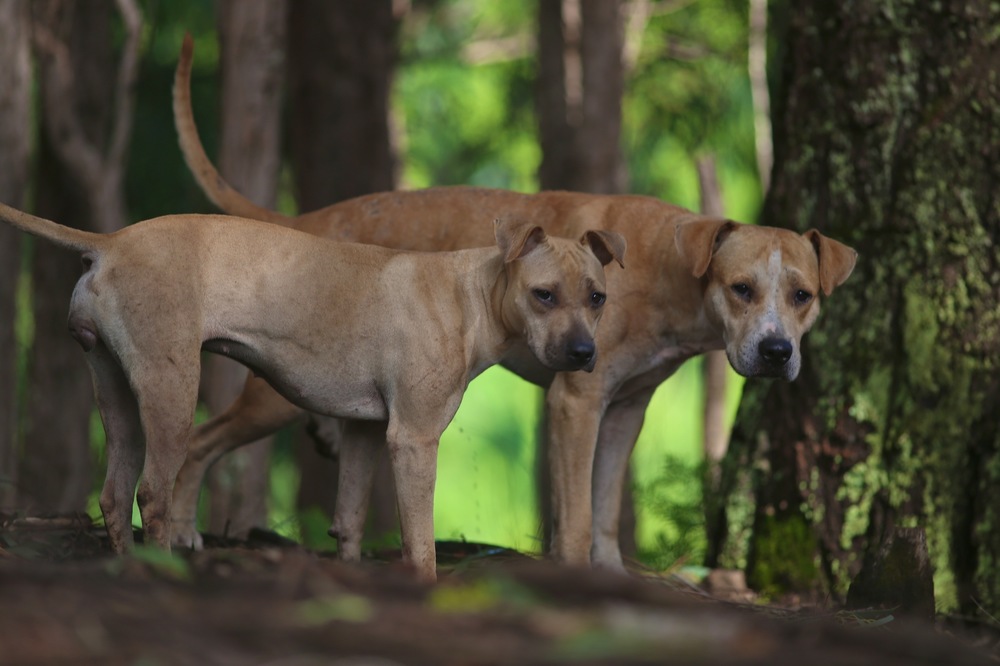 街から行ける♪マキキ・バレー・ループ・トレイルの写真8