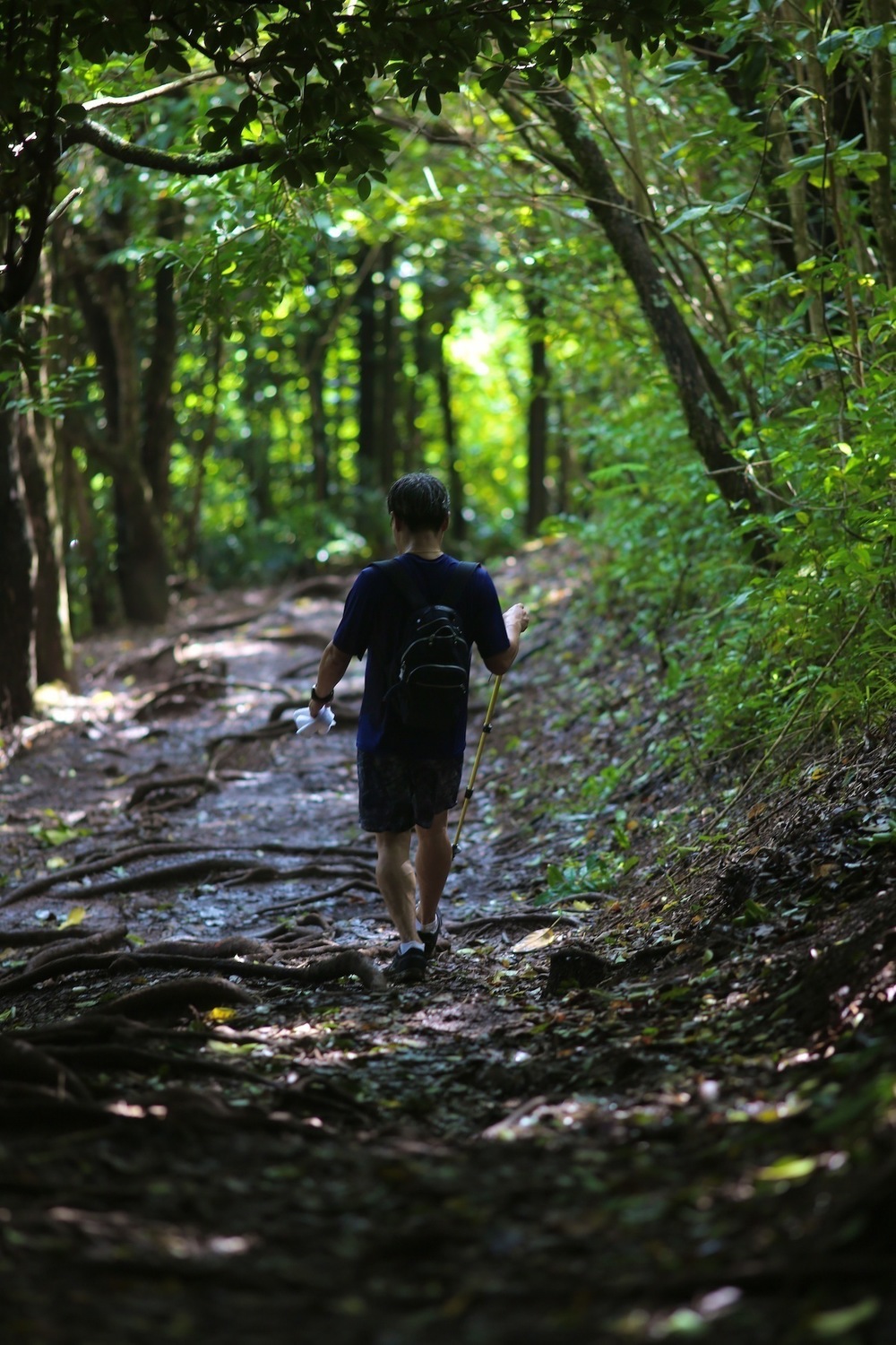 街から行ける♪マキキ・バレー・ループ・トレイルの写真9