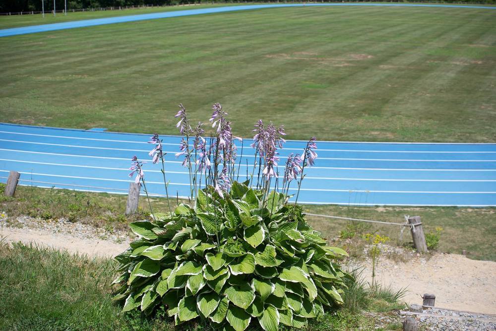 世界が認めた日和田ハイランド陸上競技場の写真3
