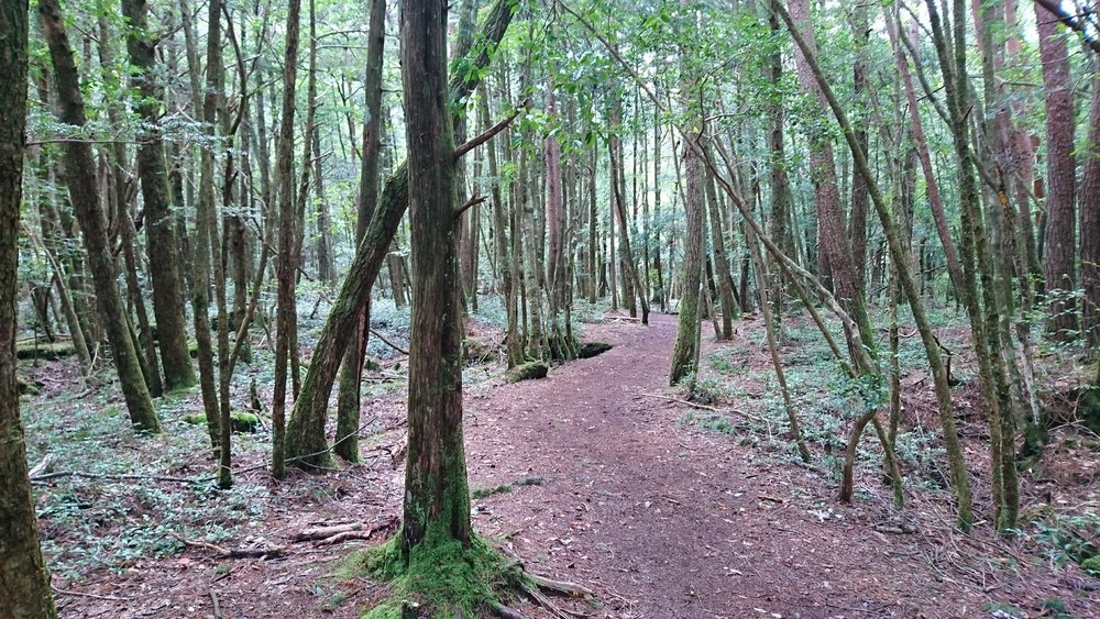 西湖から精進湖を目指して走るリトリートRUNの写真5