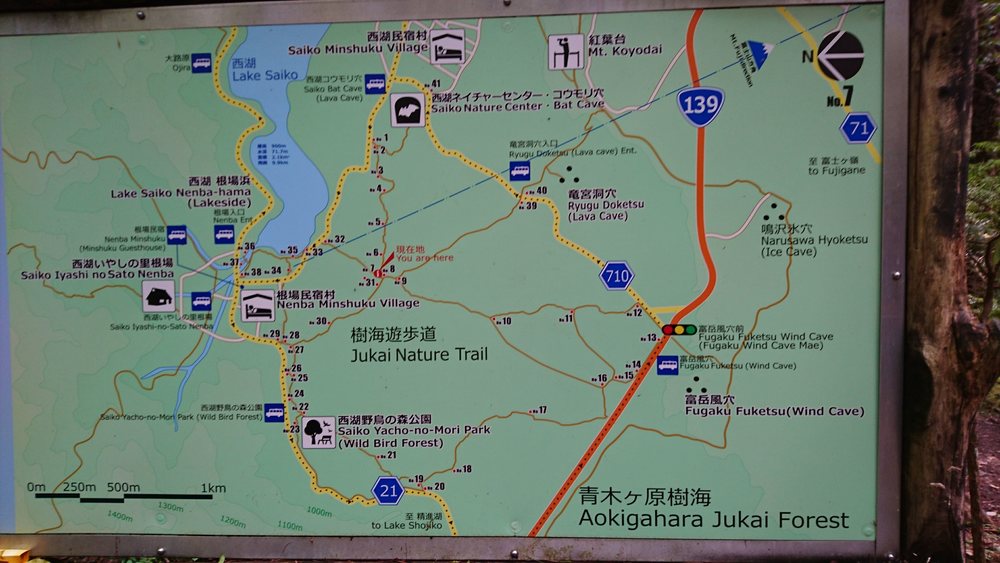 西湖から精進湖を目指して走るリトリートRUNの写真7