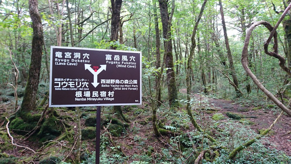 西湖から精進湖を目指して走るリトリートRUNの写真8