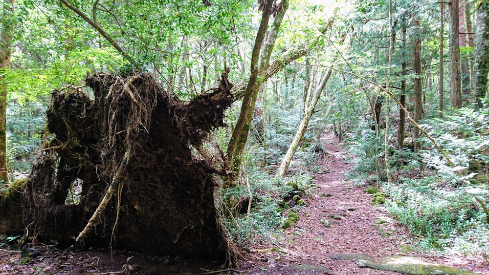 西湖から精進湖を目指して走るリトリートRUNの写真9