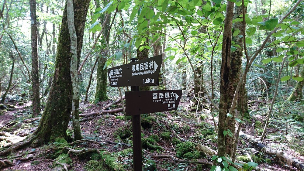 西湖から精進湖を目指して走るリトリートRUNの写真10