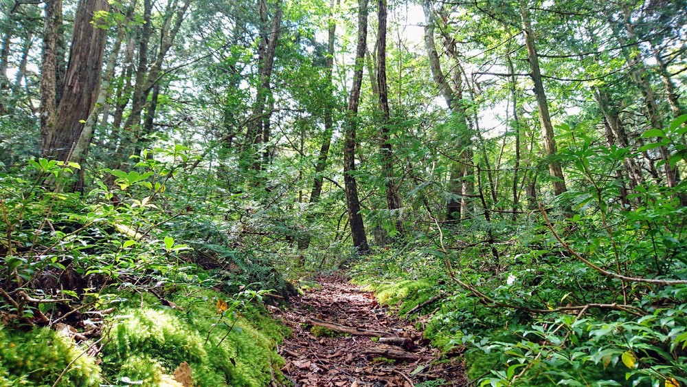 西湖から精進湖を目指して走るリトリートRUNの写真11