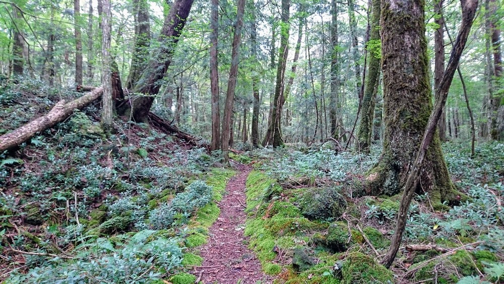 西湖から精進湖を目指して走るリトリートRUNの写真12