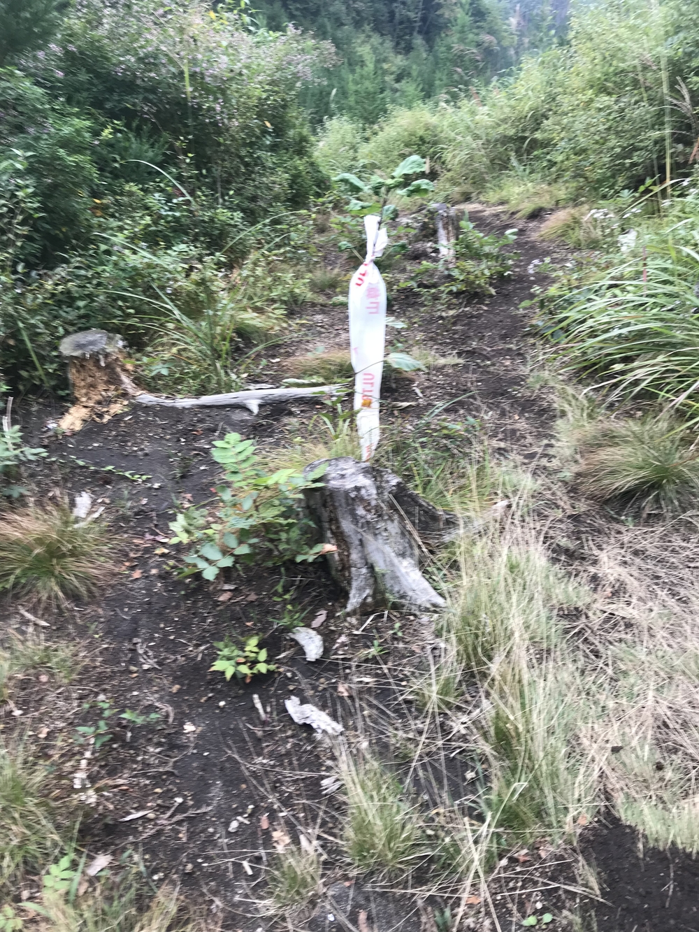 上州武尊山スカイビュートレイルの写真3