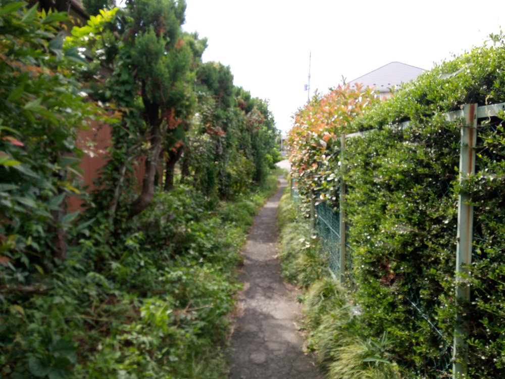 群馬顔マラソンの写真4