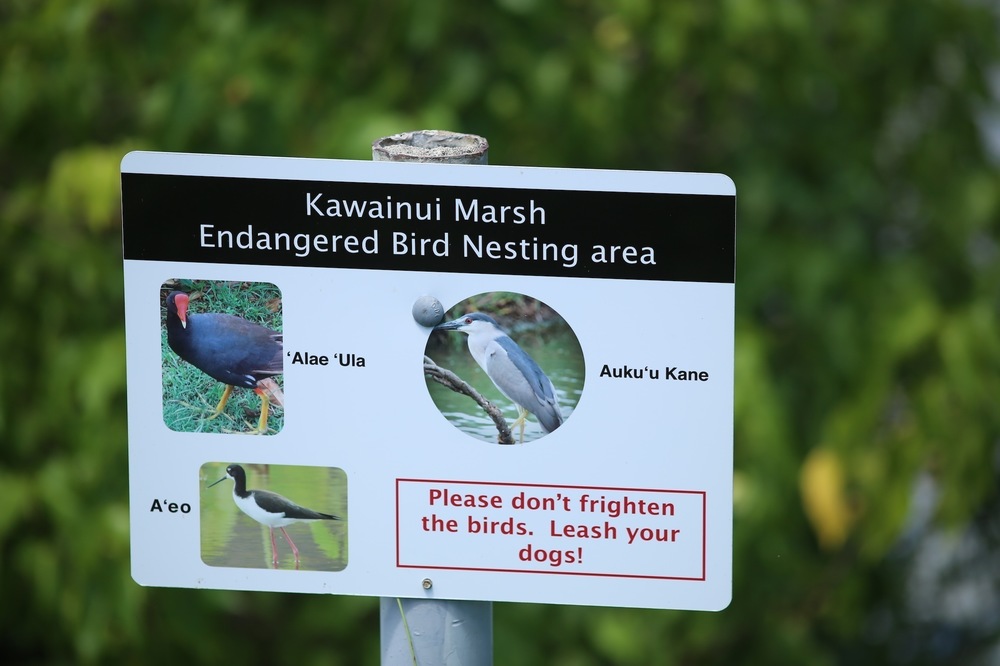 カイルアの秘境・カワイヌイ湿地の写真10