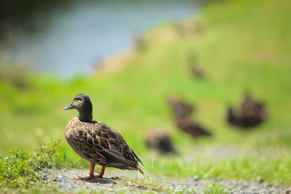 カイルアの秘境・カワイヌイ湿地の写真11