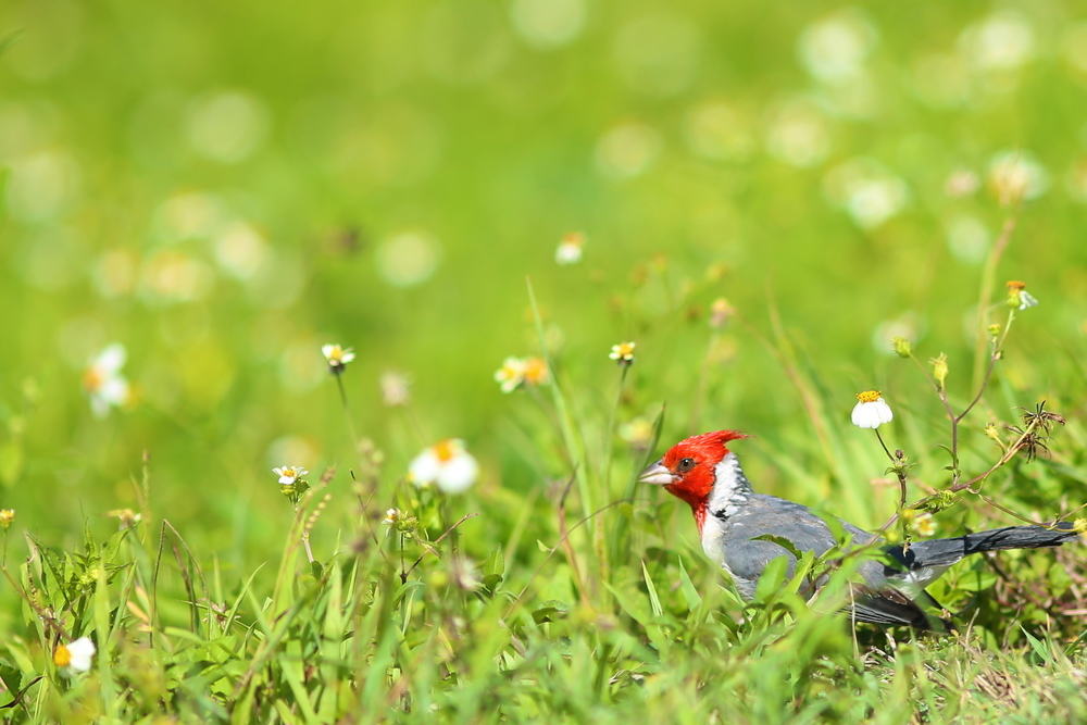 カイルアの秘境・カワイヌイ湿地の写真12