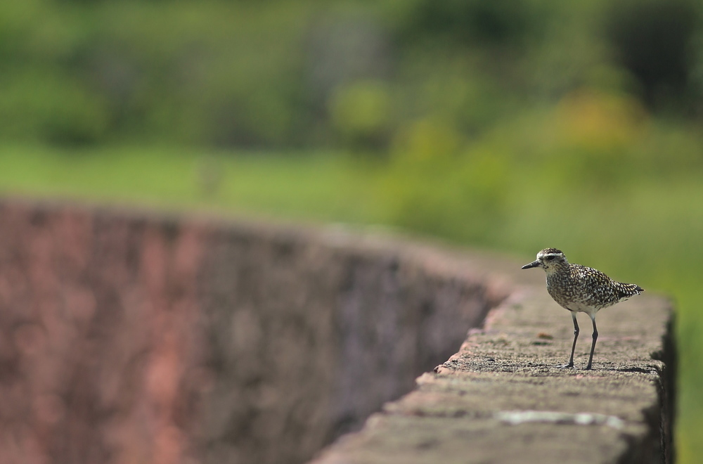 カイルアの秘境・カワイヌイ湿地の写真13