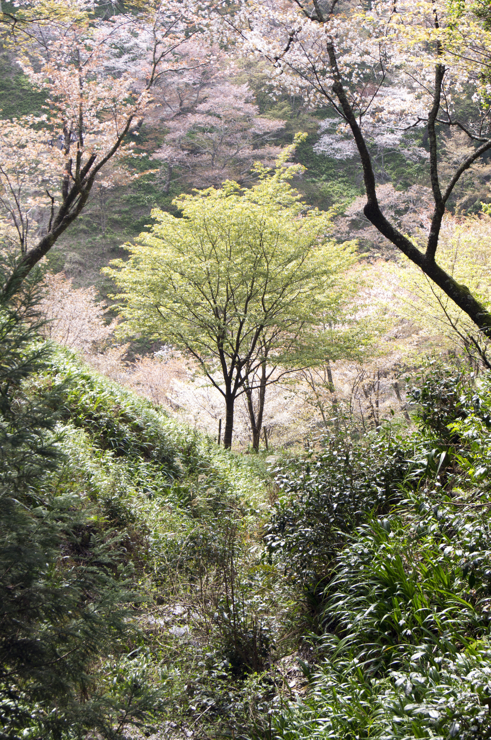 吉野山ヒルクライムの写真3