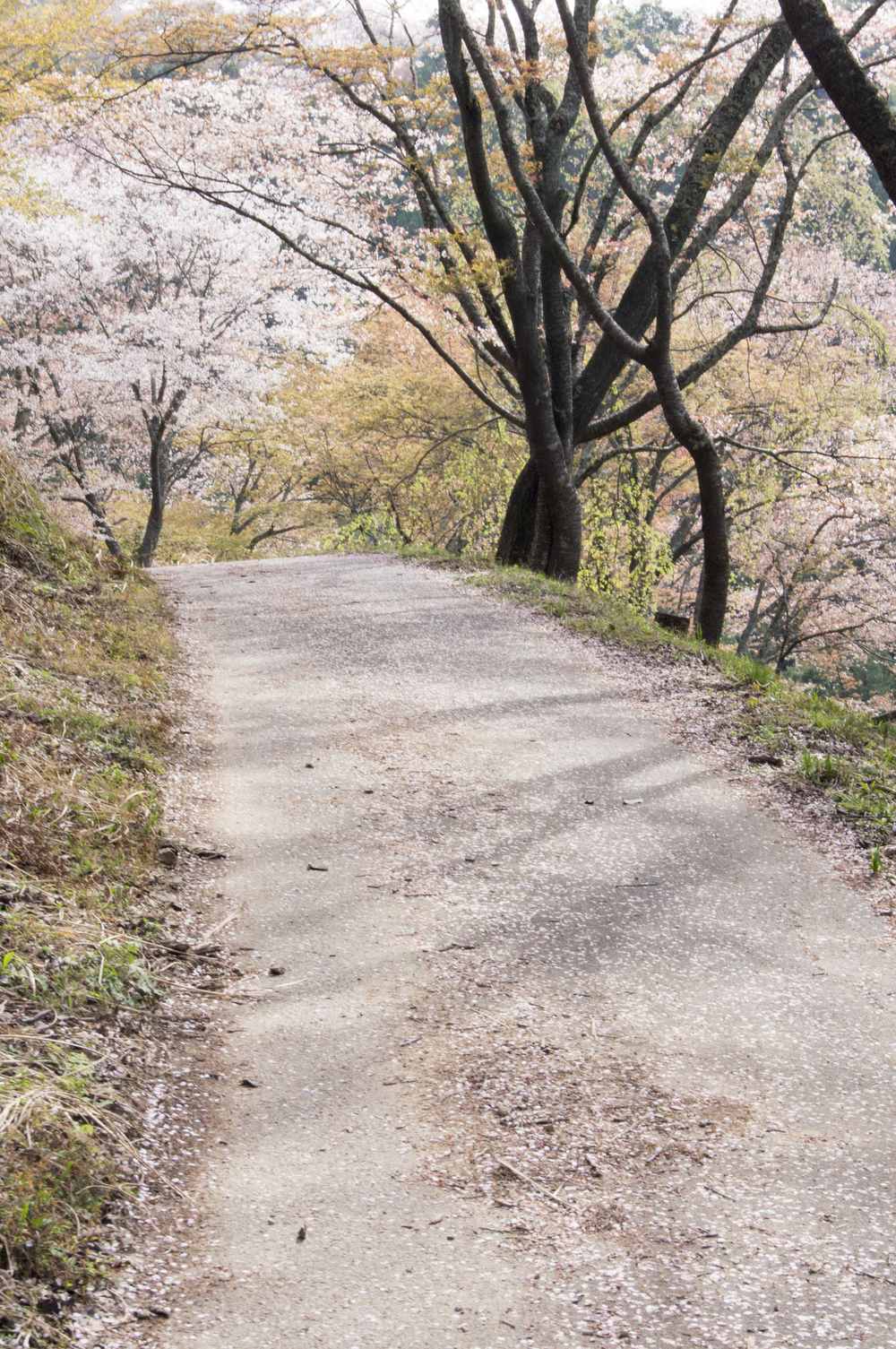 吉野山ヒルクライムの写真4