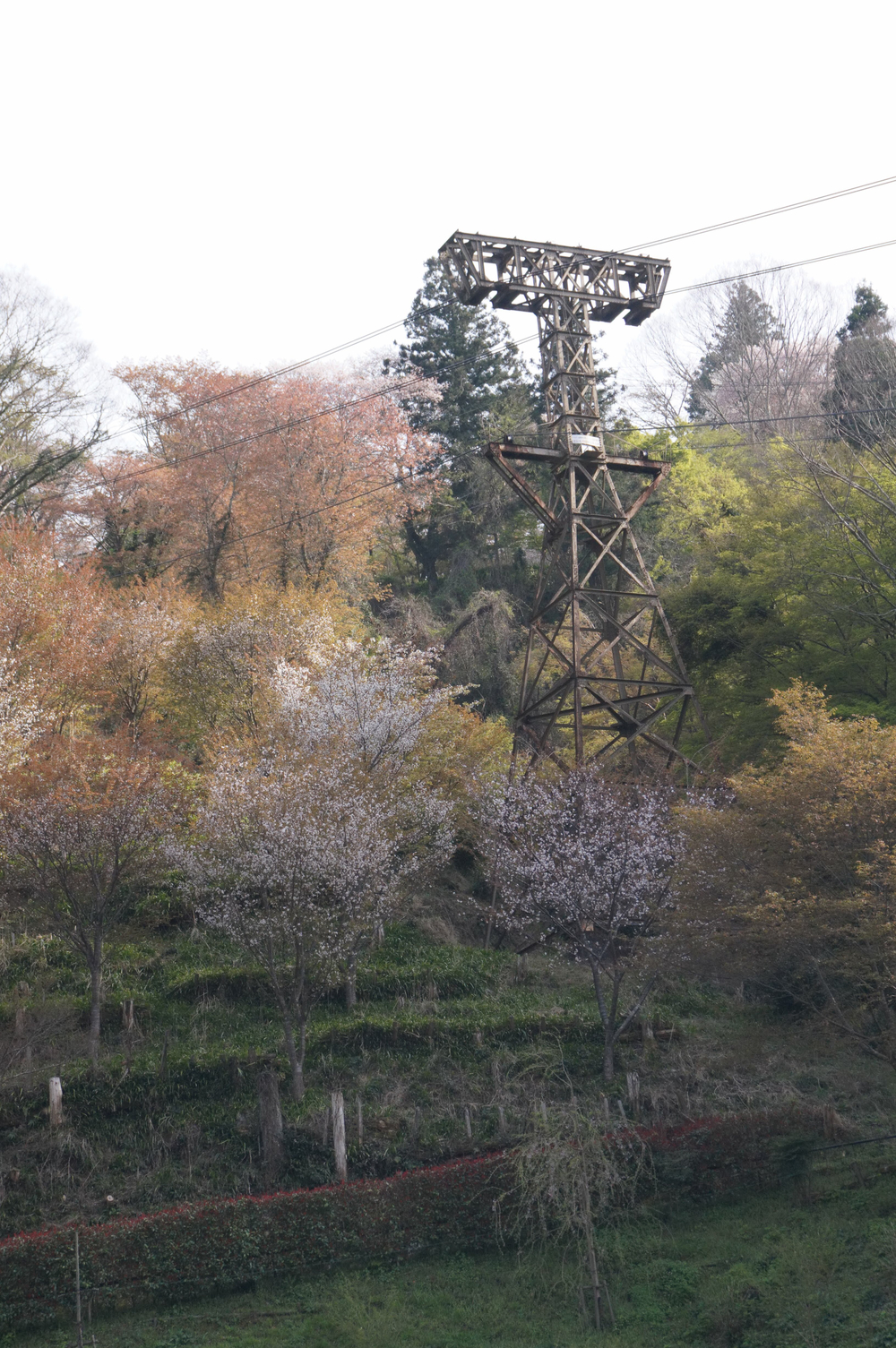 吉野山ヒルクライムの写真5