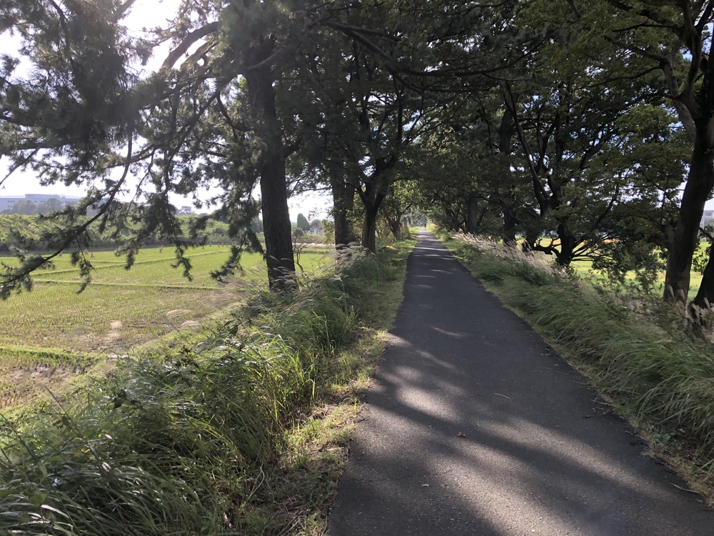 酒匂川サイクリングロードの写真4