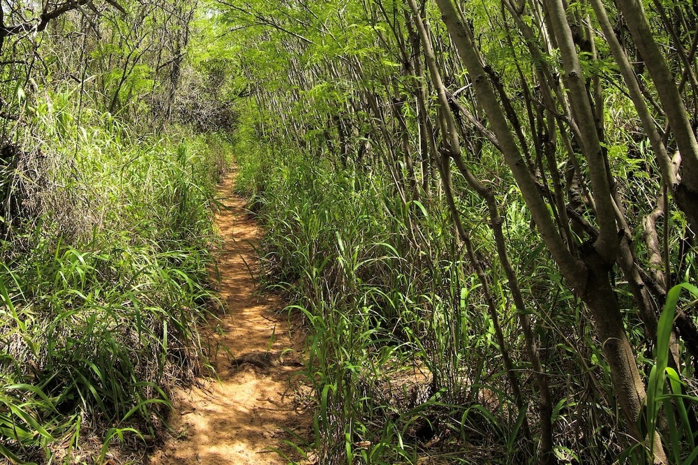 カウアイ島の楽園① マハウレプ・ヘリテージ・トレイルの写真8