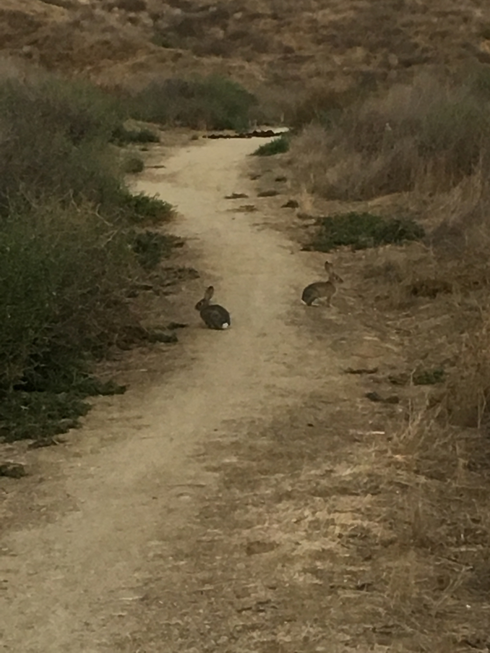 Redlands San Timoteo canyon Carriageトレイルランの写真7
