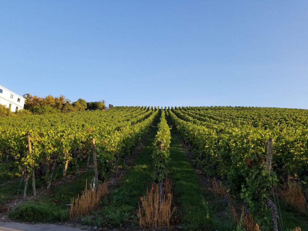 シュトゥットガルト市内のぶどう畑とネッカー川のほとりの写真4