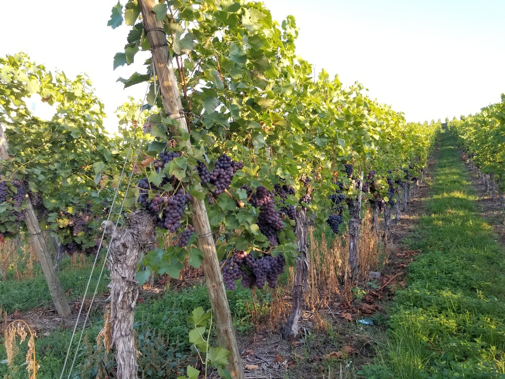 シュトゥットガルト市内のぶどう畑とネッカー川のほとりの写真5