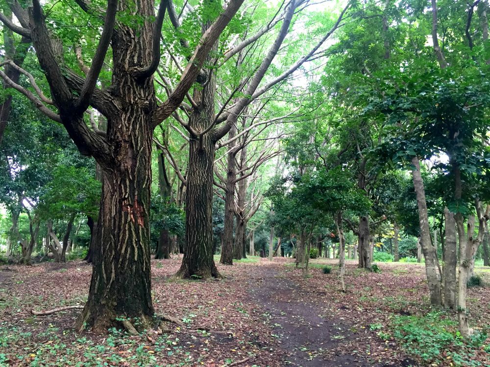 歴史を感じるランナーの道。砧公園クロカンコースの写真5