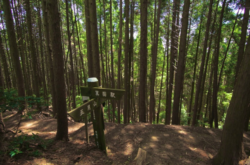 大阪の都心を一望！五月山・箕面トレイルランニングコースの写真6