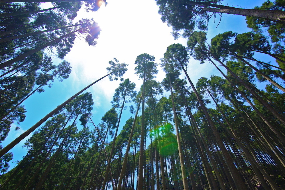 大阪の都心を一望！五月山・箕面トレイルランニングコースの写真7