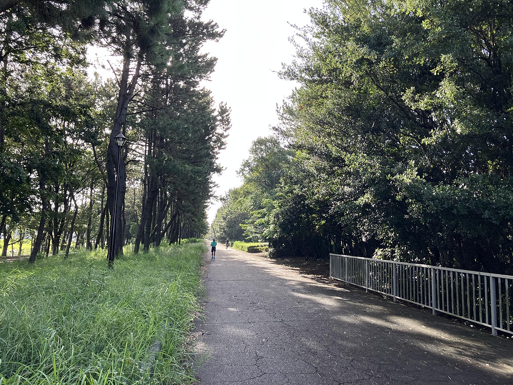 西葛西からひまわり咲く葛西臨海公園の写真13