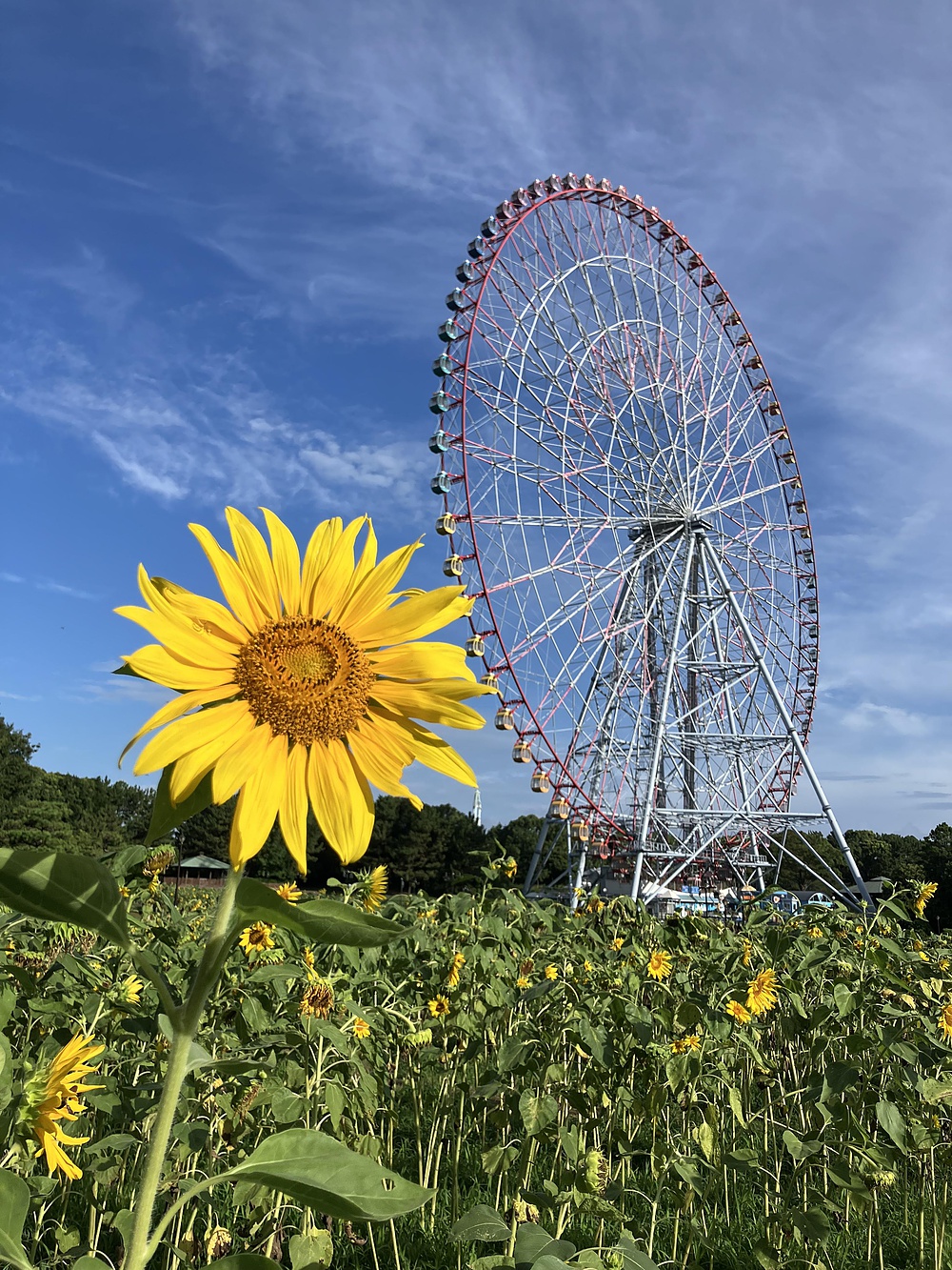 西葛西からひまわり咲く葛西臨海公園の写真14