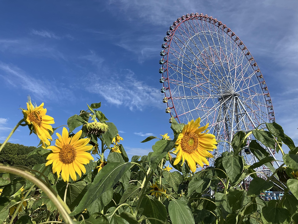 西葛西からひまわり咲く葛西臨海公園の写真15