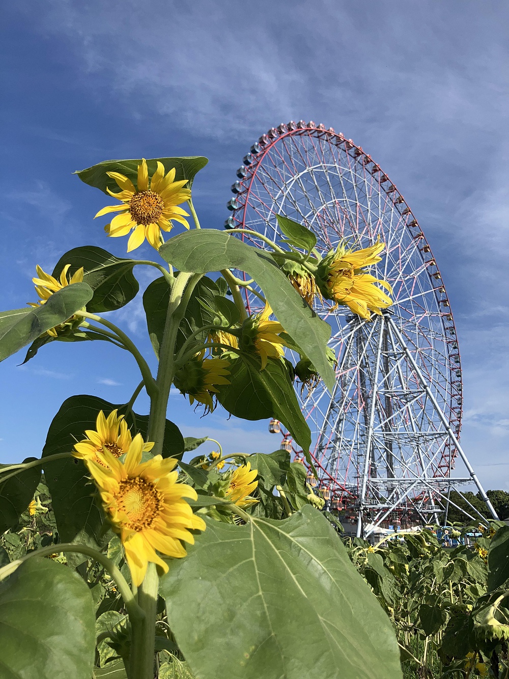 西葛西からひまわり咲く葛西臨海公園の写真16